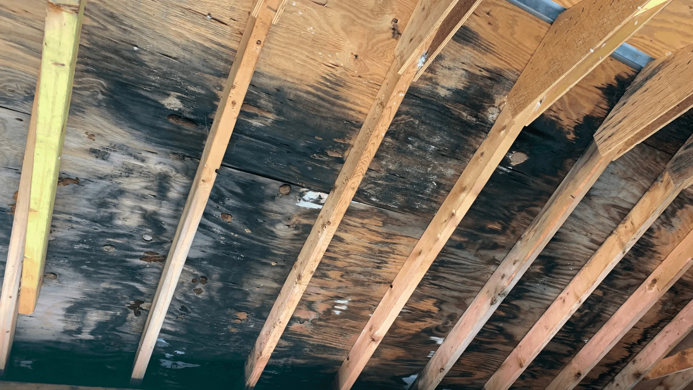 Mold on attic roof sheathing being treated in a Tampa Bay home