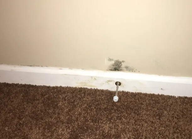 Contained black mold removal on a wall in a Tampa Bay area home
